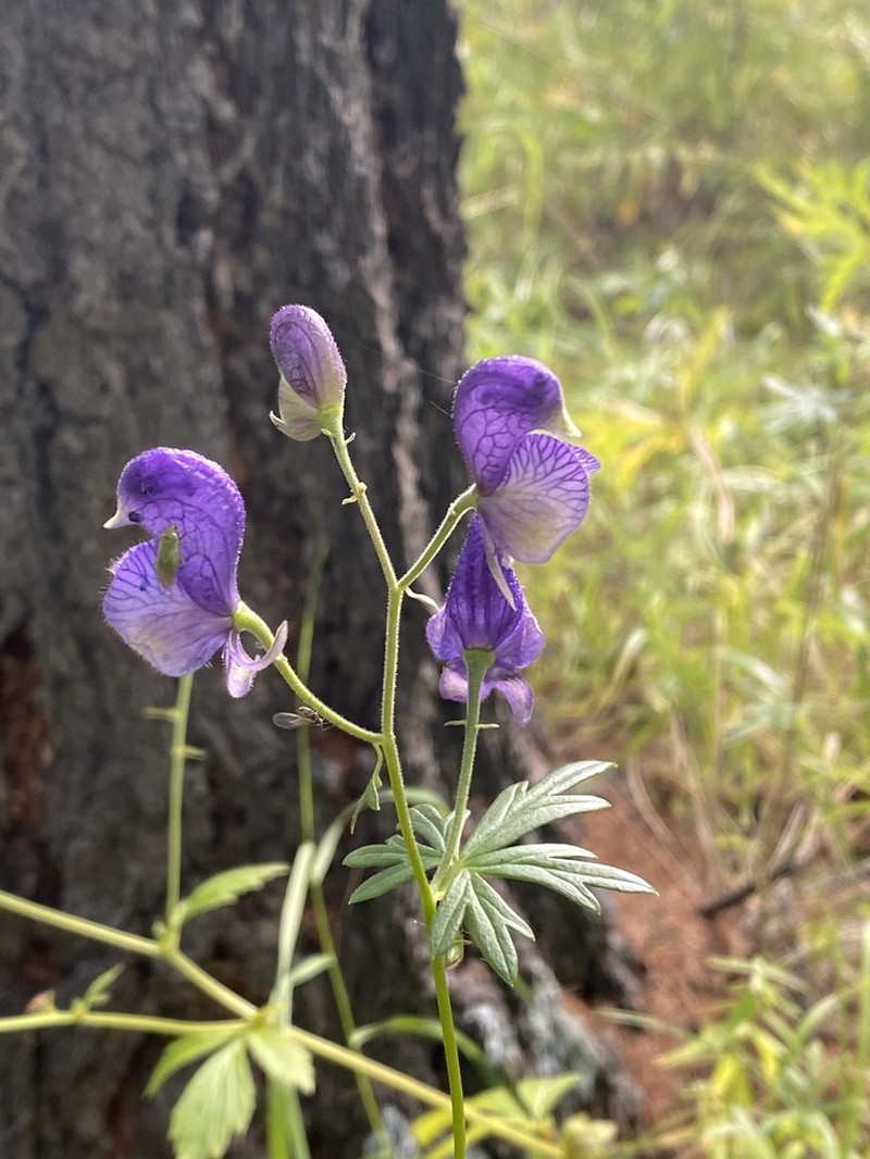Aconitum ambiguum photo 3