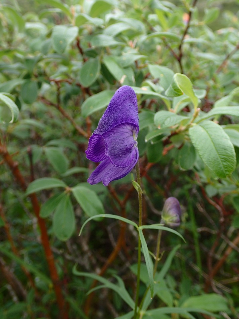 Aconitum ambiguum photo 4