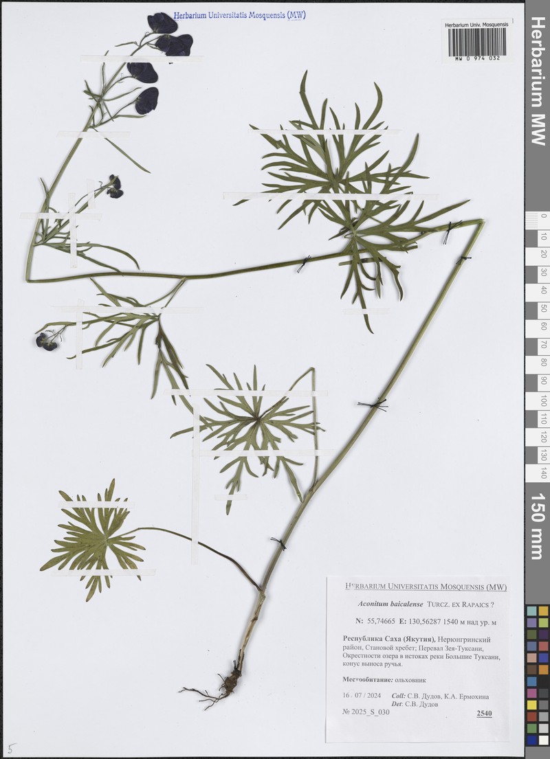 Aconitum ambiguum photo 5