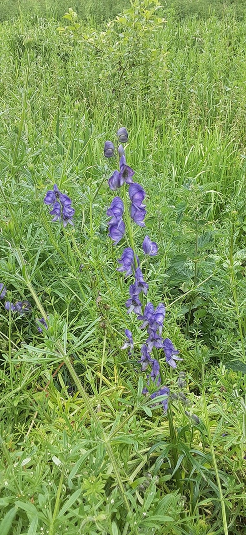 Aconitum anglicum