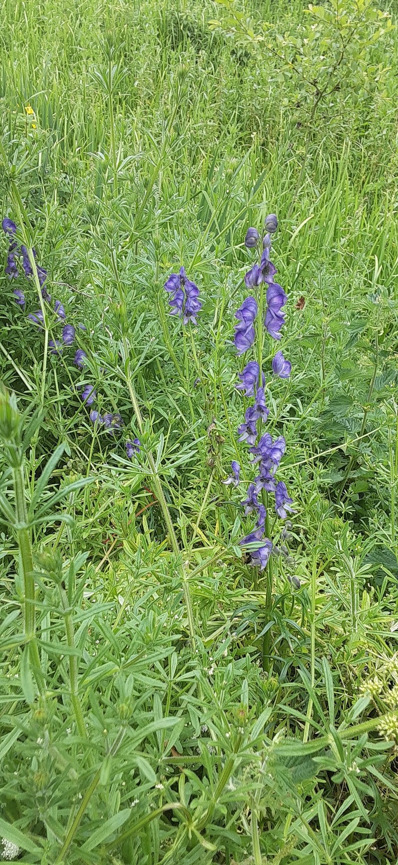Aconitum anglicum photo 2