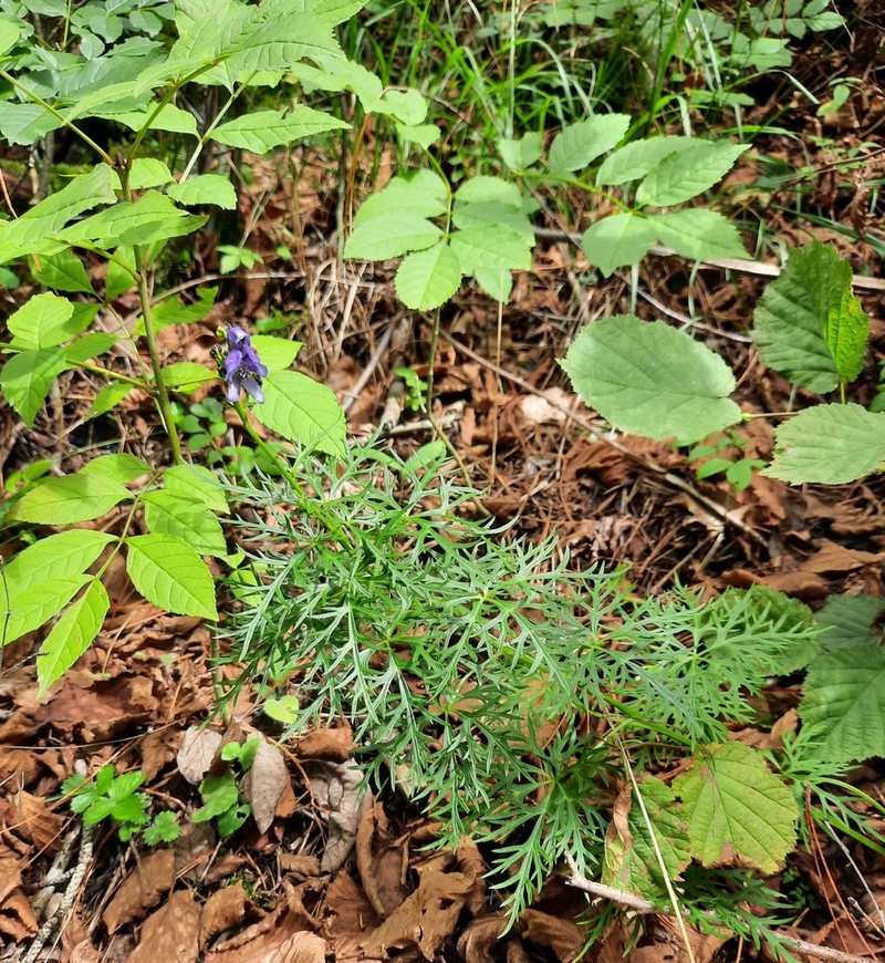 Aconitum angustifolium photo 2
