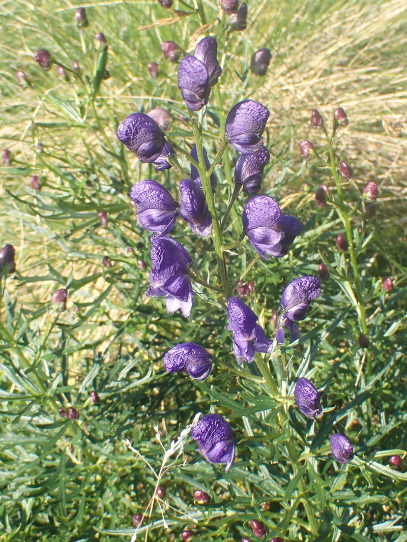 Aconitum angustifolium photo 3