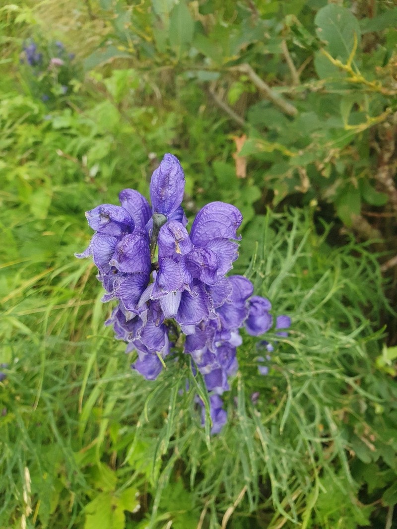 Aconitum angustifolium photo 4