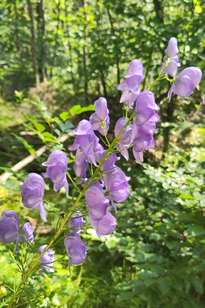 Aconitum angustifolium photo 5