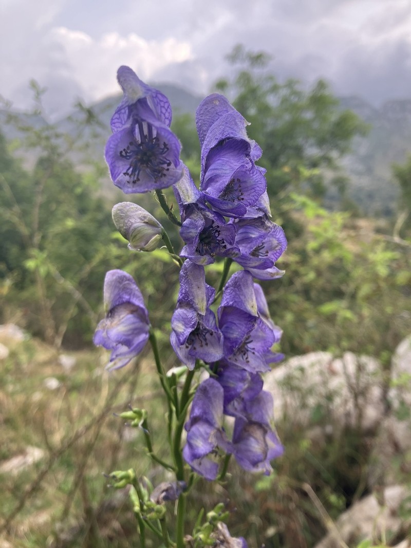 Aconitum angustifolium photo 6