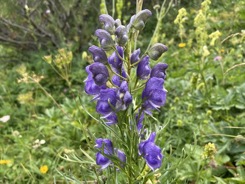 Aconitum angustifolium photo 7