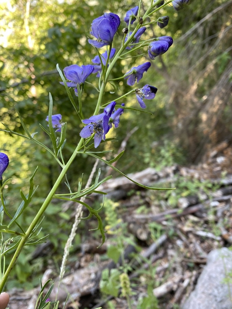 Aconitum angustifolium photo 8