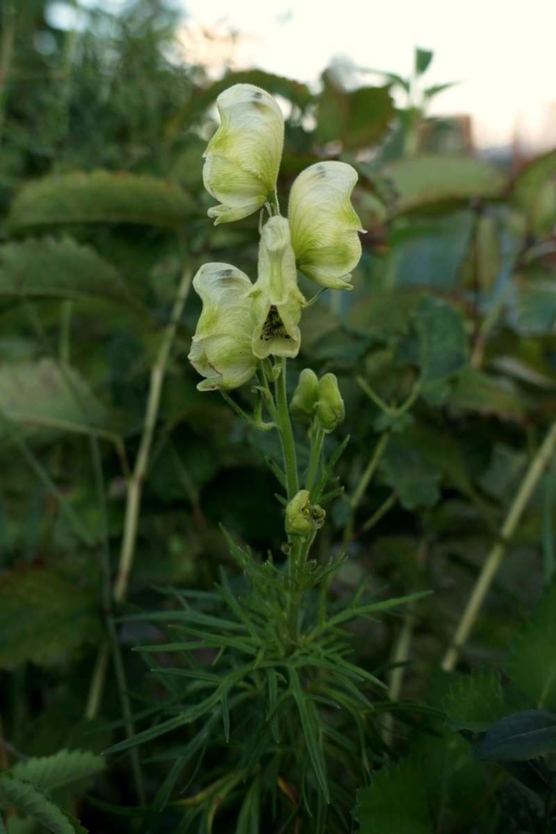 Yellow Monkshood photo 2