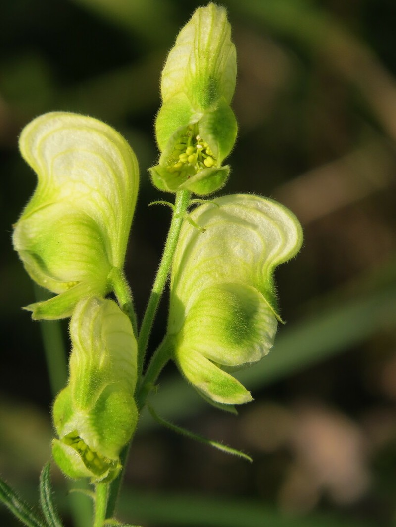 Yellow Monkshood photo 3