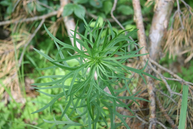Yellow Monkshood photo 4