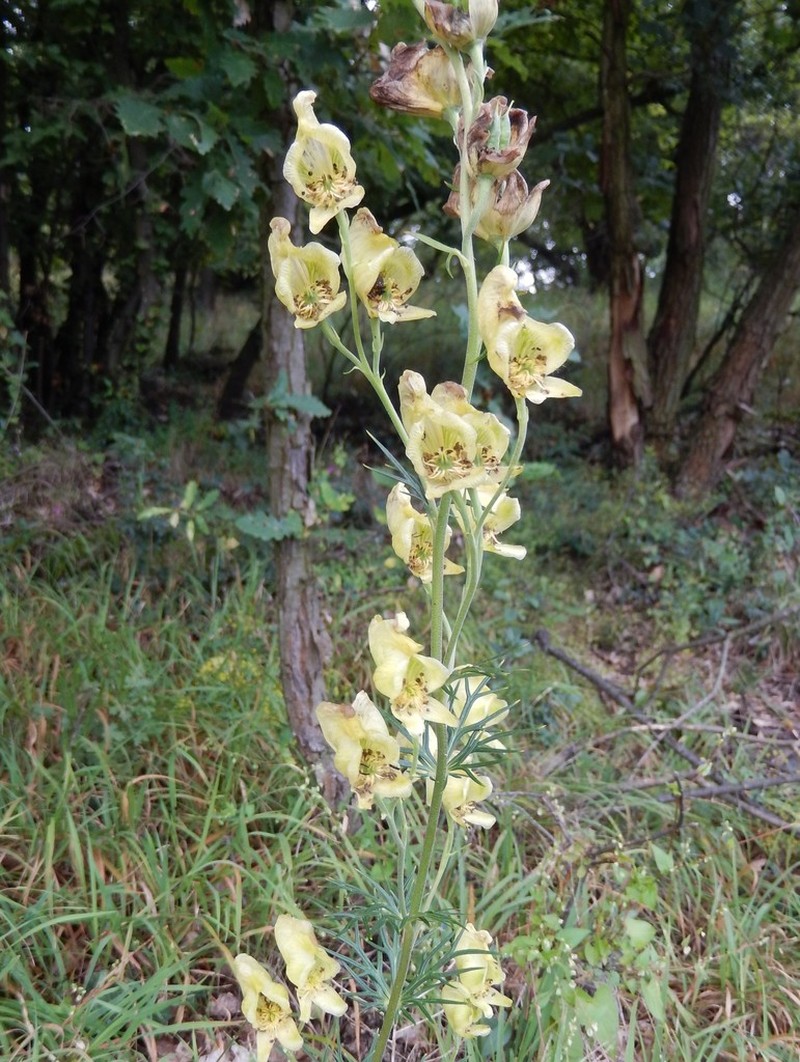 Yellow Monkshood photo 5