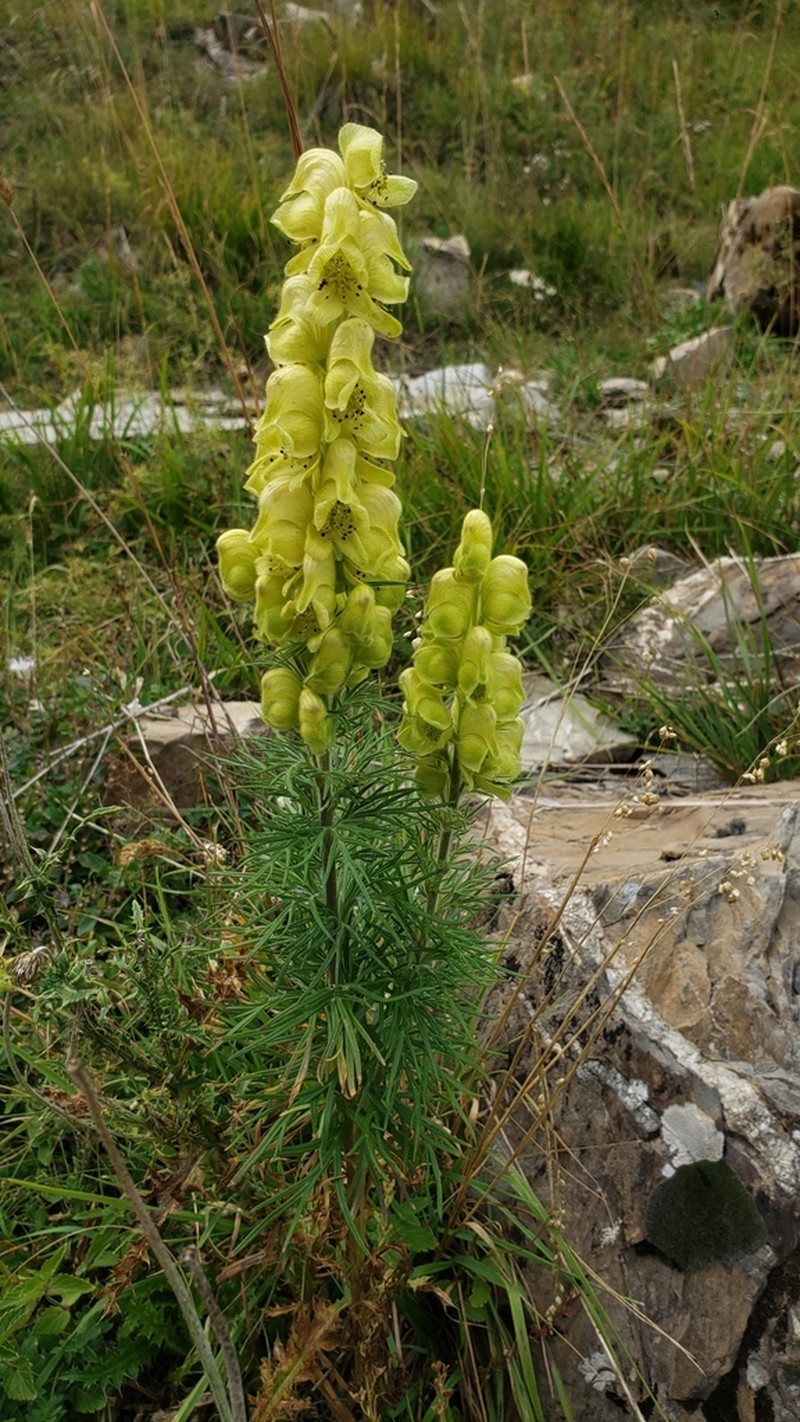 Yellow Monkshood photo 6