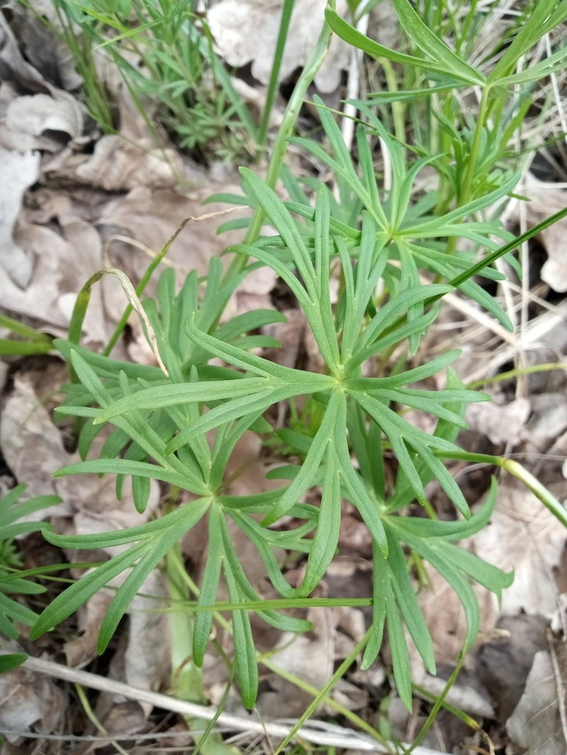 Yellow Monkshood photo 7