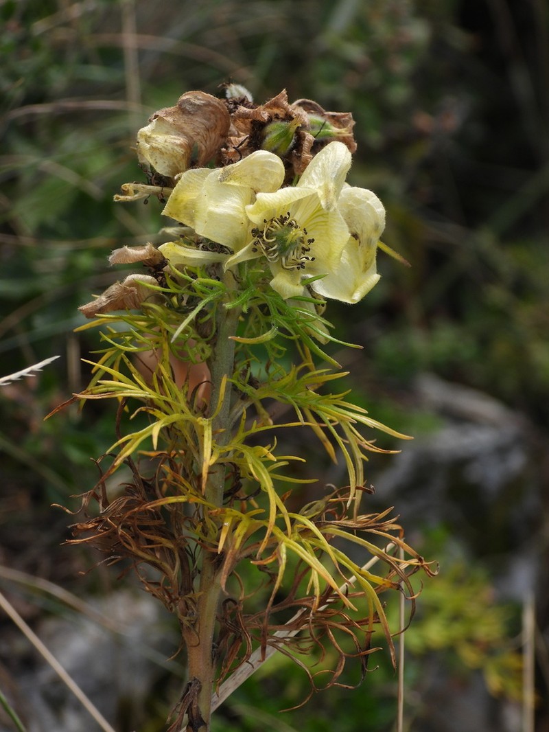 Yellow Monkshood photo 8