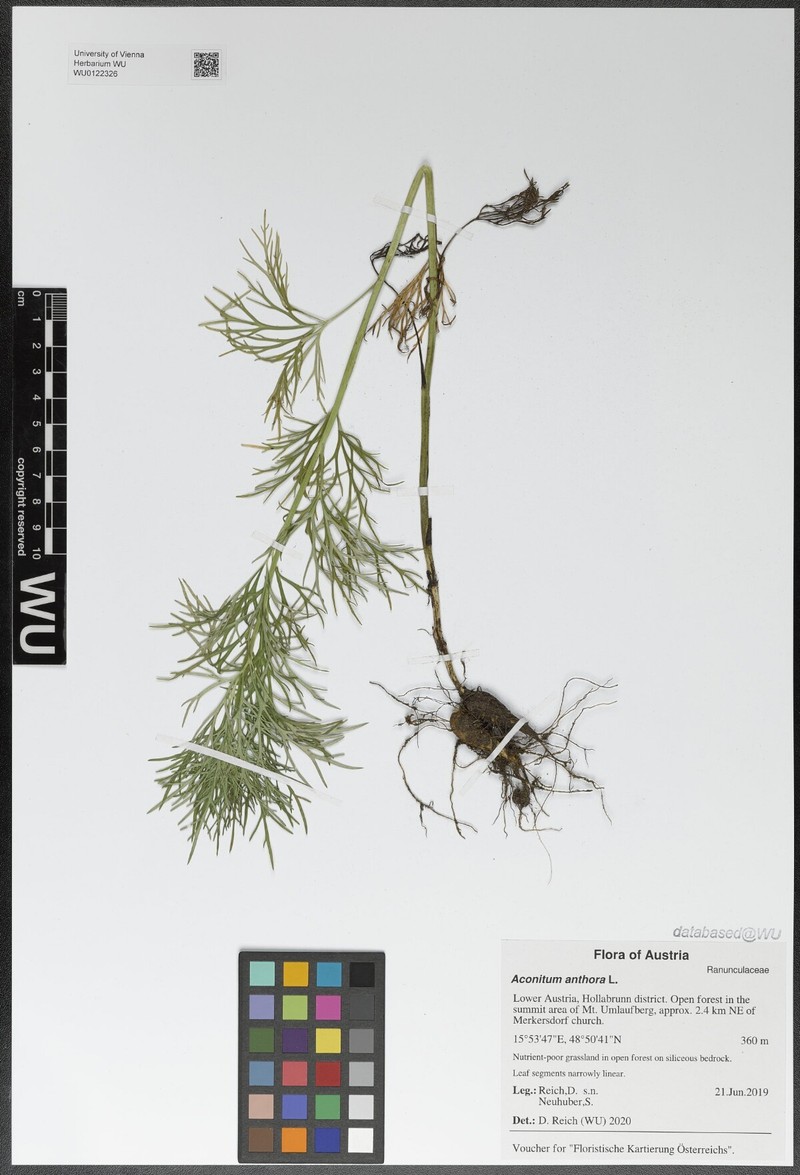 Aconitum anthora subsp. anthora