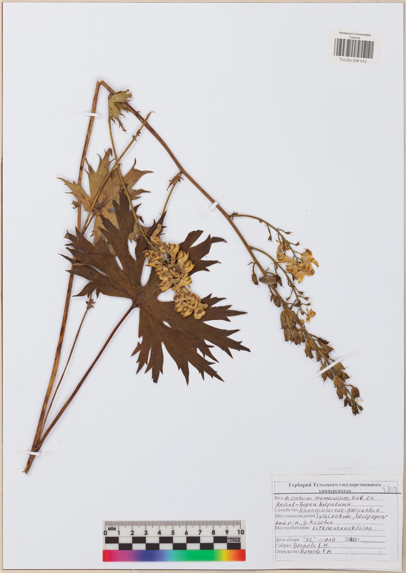Aconitum anthora subsp. anthora photo 2