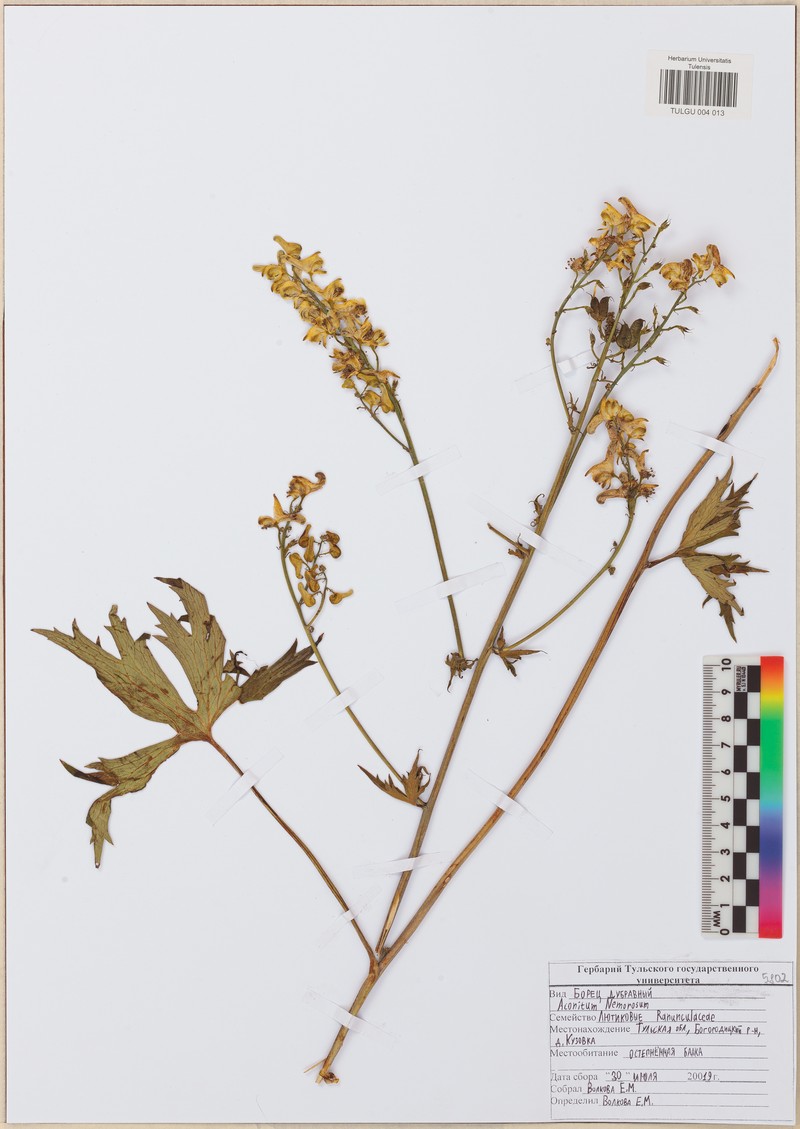 Aconitum anthora subsp. anthora photo 3