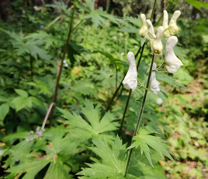 Aconitum apetalum