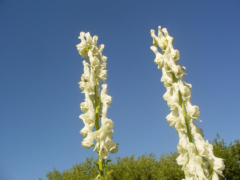 Aconitum apetalum photo 2