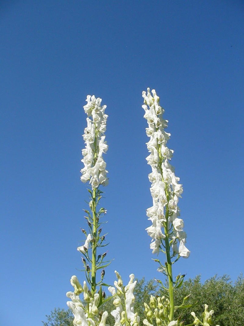 Aconitum apetalum photo 4