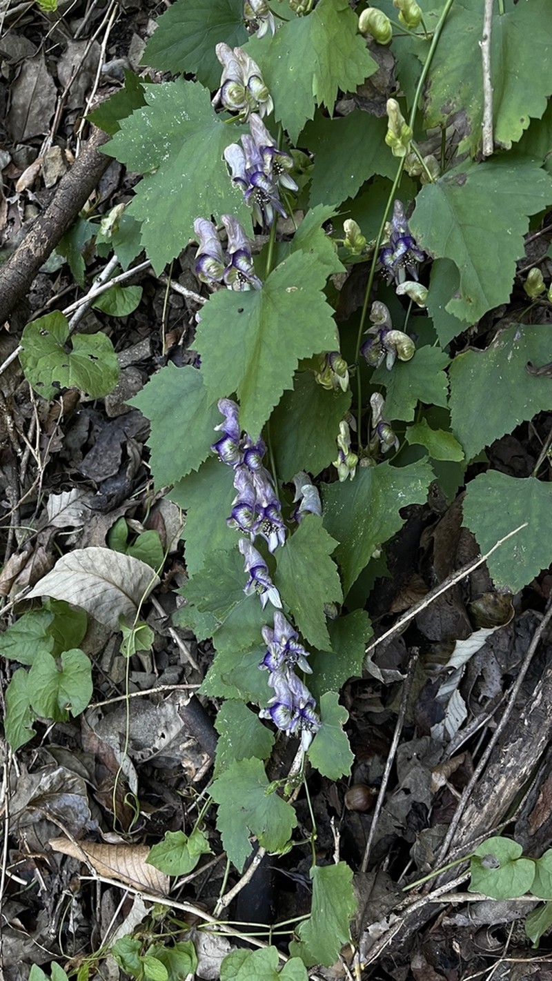 Aconitum austrokoreense