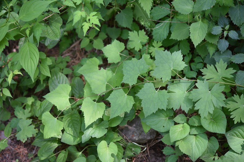Aconitum austrokoreense photo 2