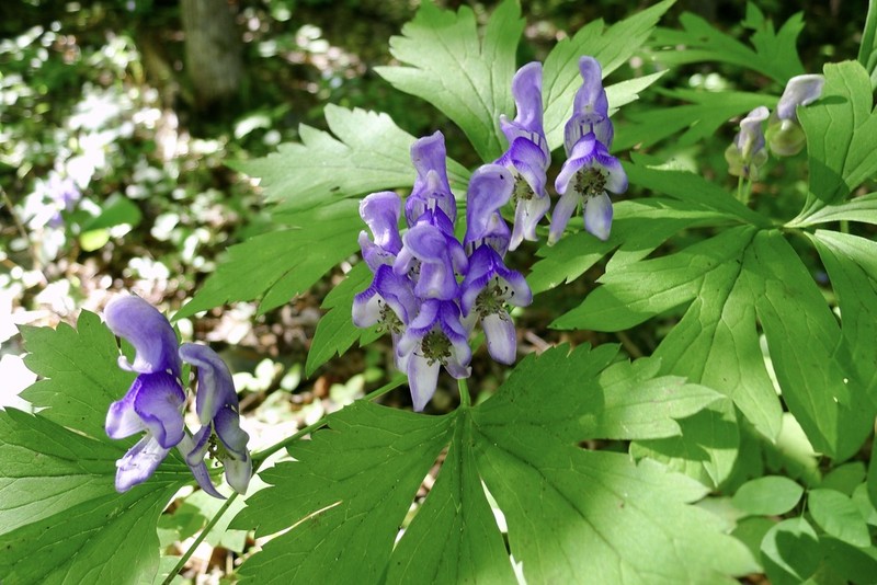 Aconitum axilliflorum
