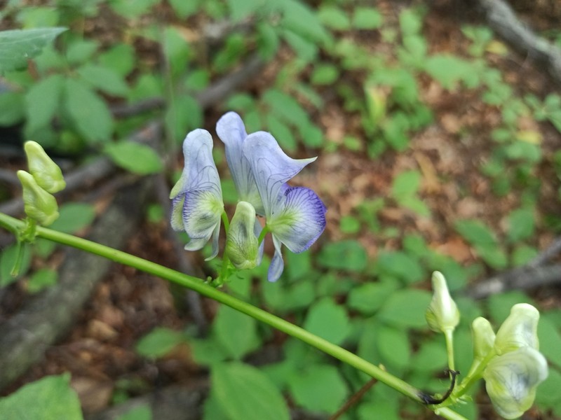 Aconitum axilliflorum photo 2