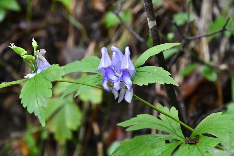 Aconitum axilliflorum photo 3
