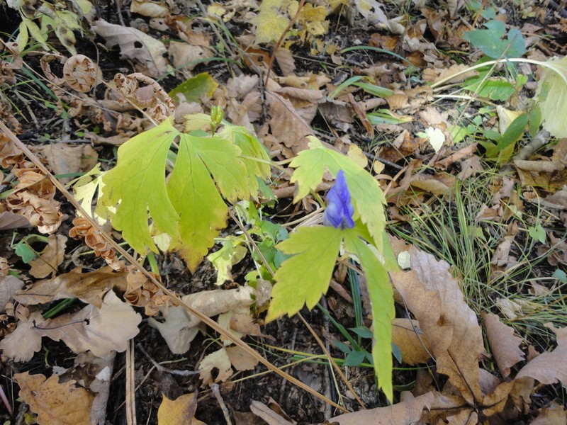 Aconitum axilliflorum photo 4