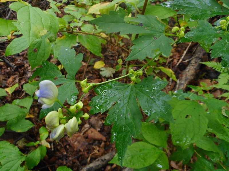 Aconitum axilliflorum photo 5