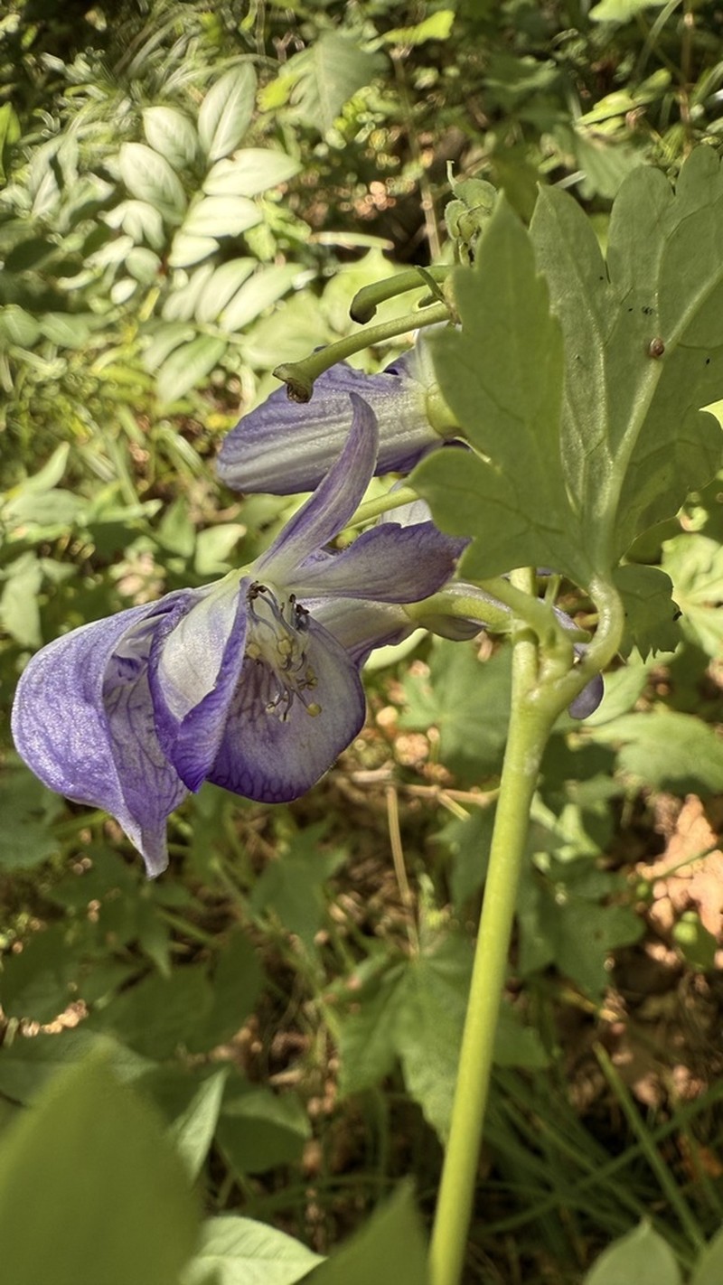 Aconitum axilliflorum photo 6
