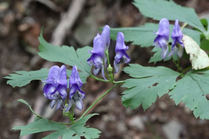 Aconitum axilliflorum photo 7