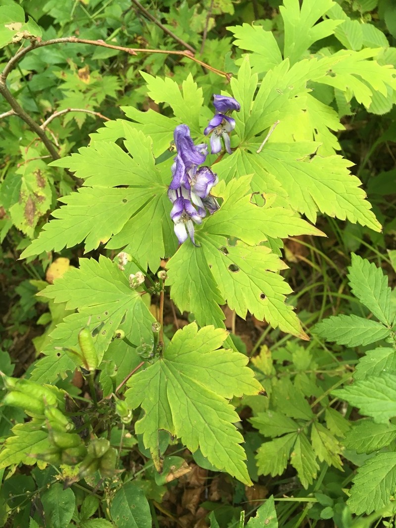 Aconitum axilliflorum photo 8