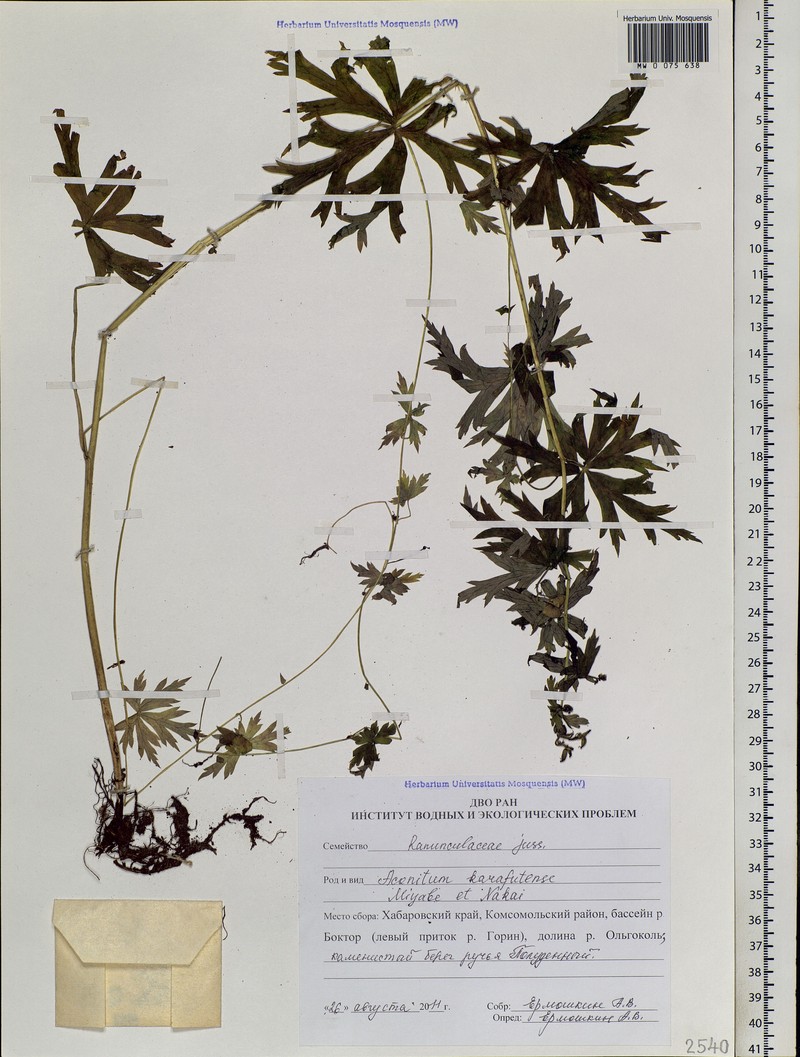 Aconitum baburinii