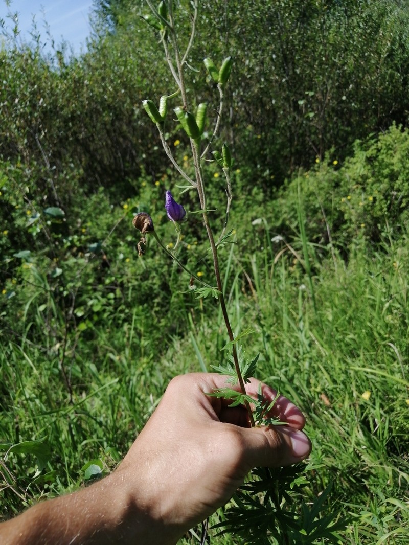 Aconitum baicalense