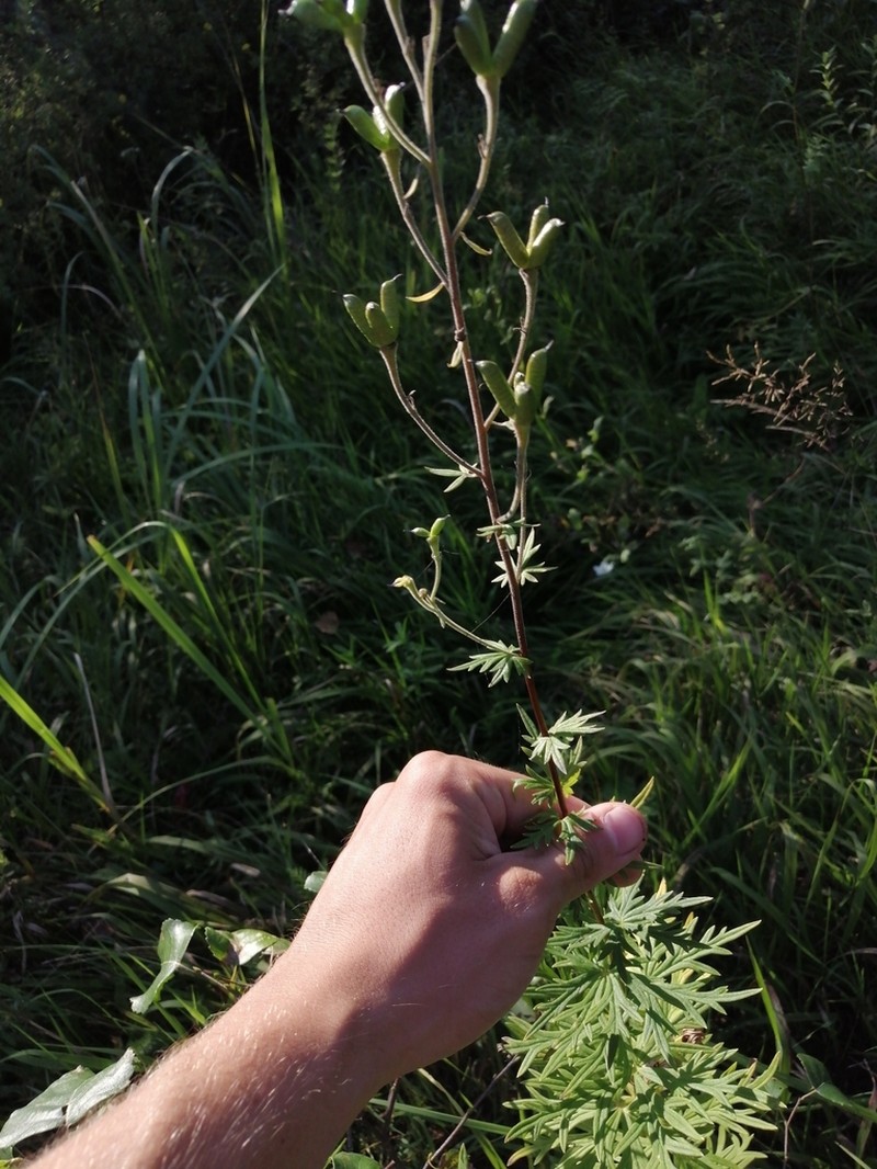 Aconitum baicalense photo 2