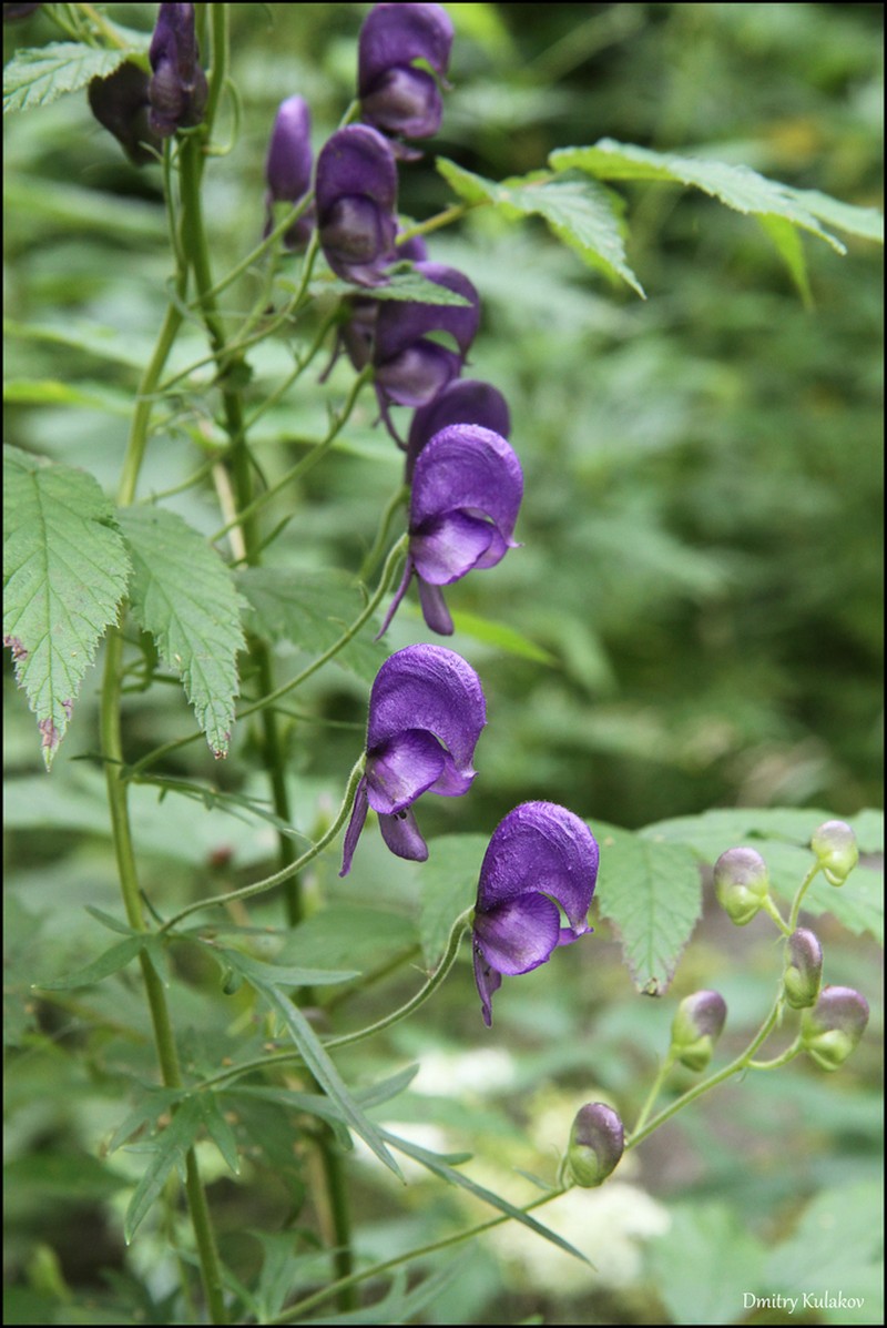 Aconitum baicalense photo 3