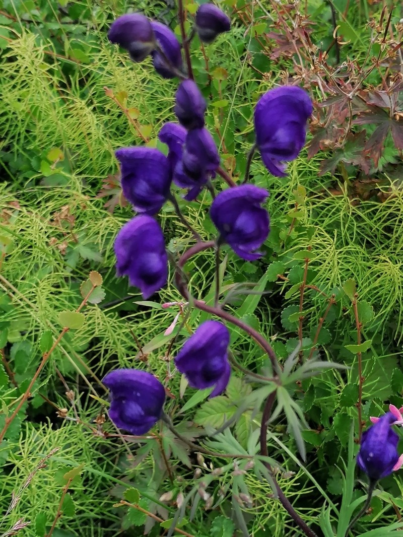 Aconitum baicalense photo 4