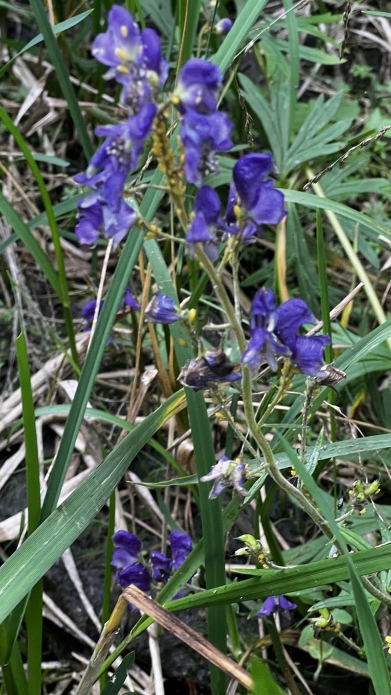 Aconitum baicalense photo 5