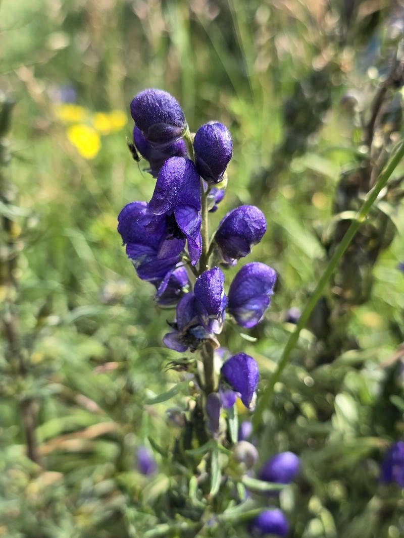 Aconitum baicalense photo 6