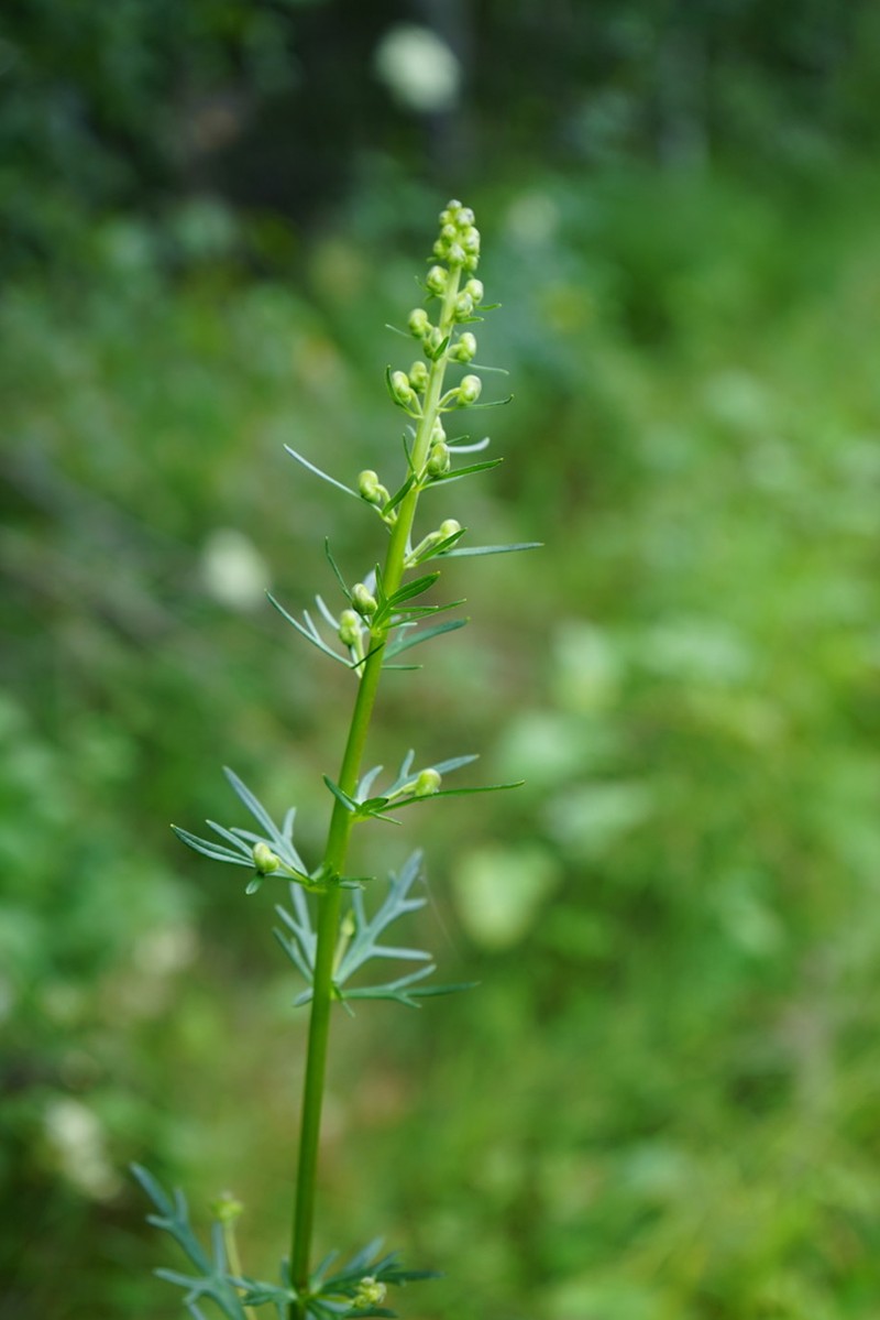 Aconitum baicalense photo 7