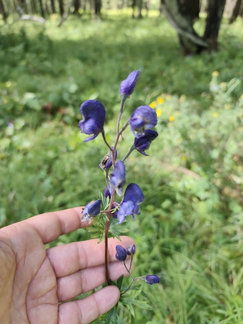 Aconitum baicalense photo 8