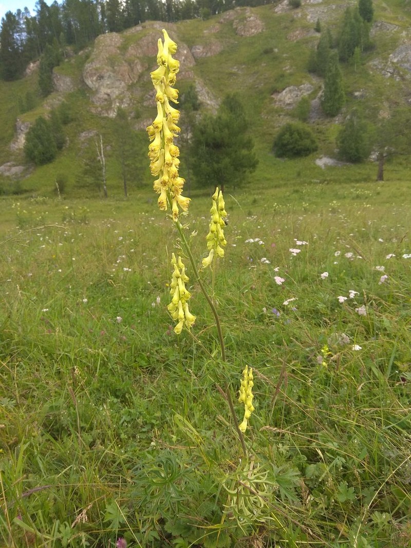 Aconitum barbatum