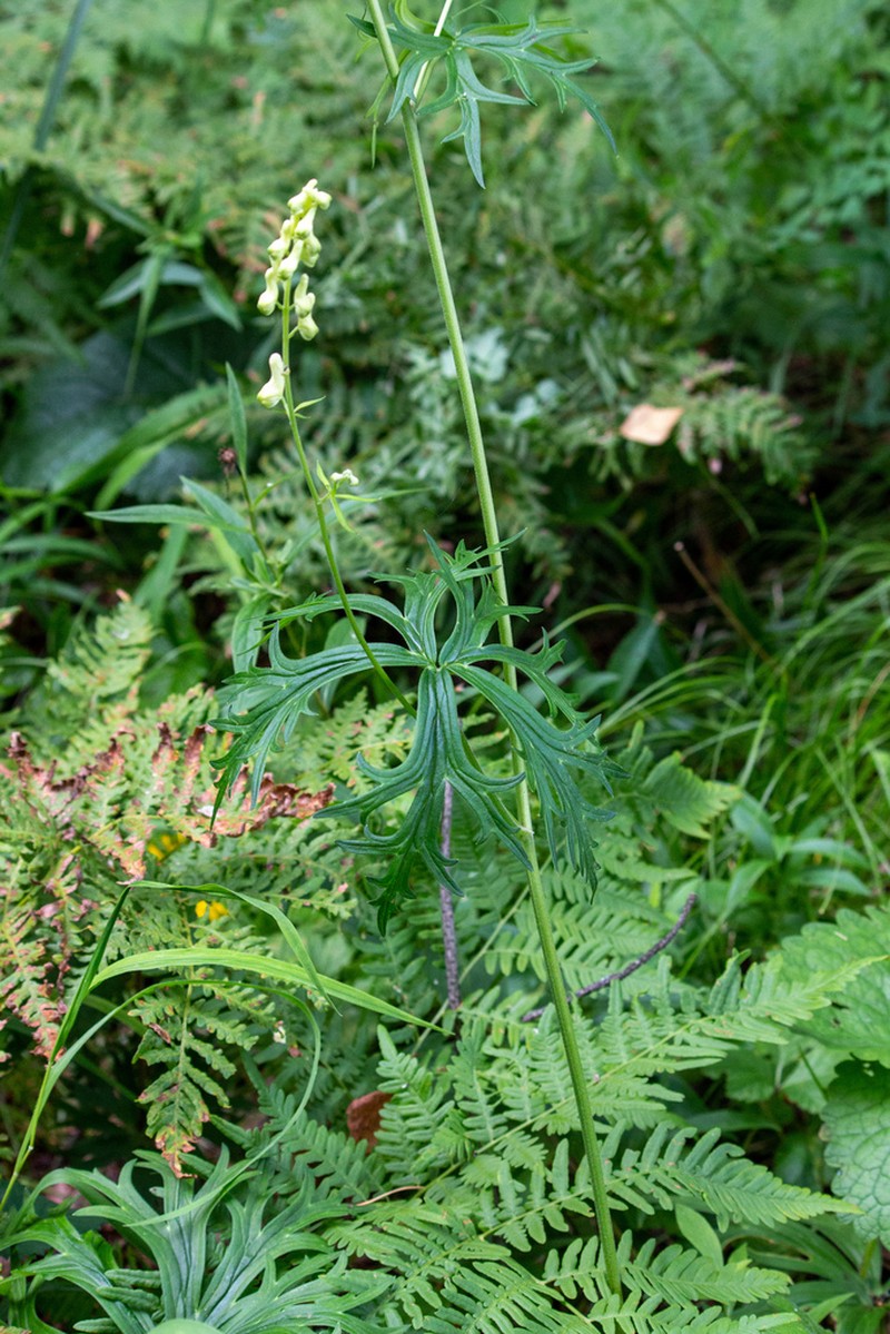 Aconitum barbatum photo 2