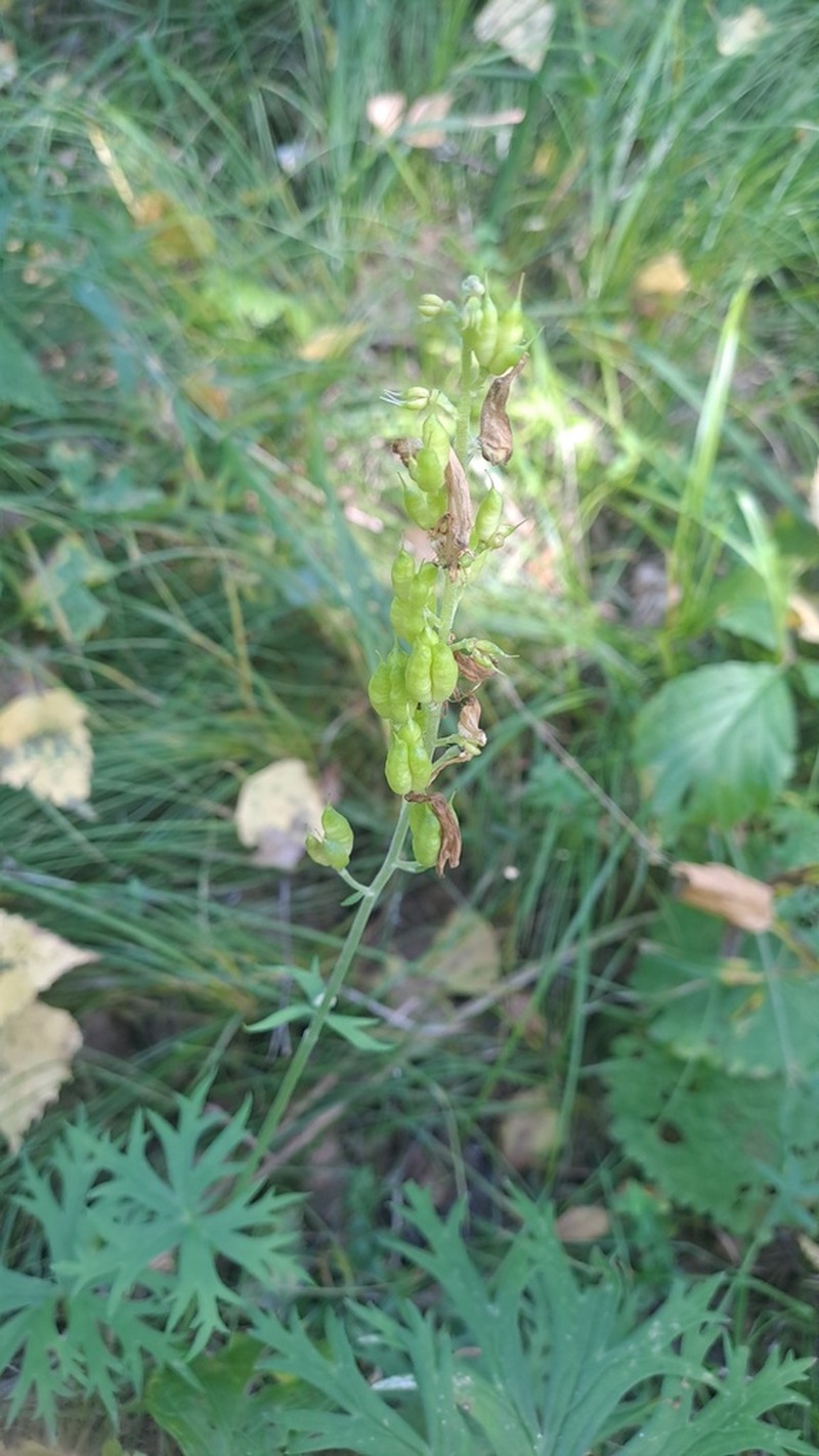 Aconitum barbatum photo 3