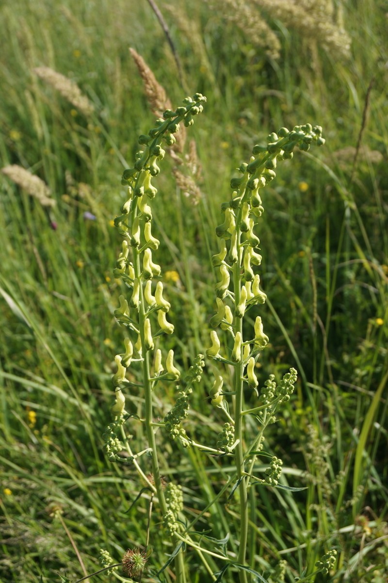 Aconitum barbatum photo 4