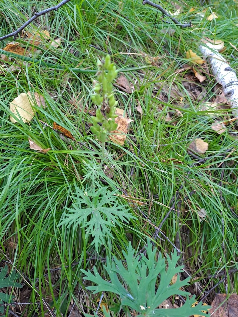 Aconitum barbatum photo 5