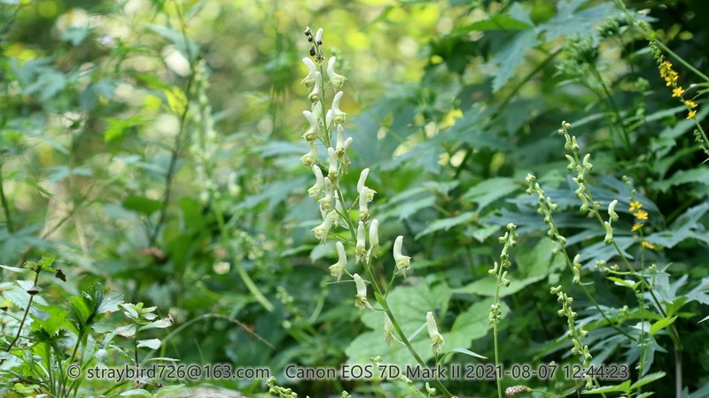 Aconitum barbatum photo 7